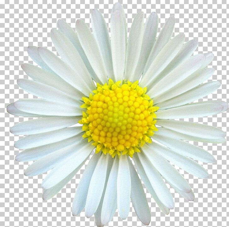 Drawing Photography PNG, Clipart, Alamy, Animals, Art, Aster, Chamaemelum Nobile Free PNG Download