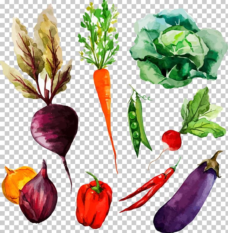 Watercolor Painting Vegetable Drawing Illustration PNG, Clipart, Beet, Beetroot, Bell Pepper, Carrot, Chard Free PNG Download