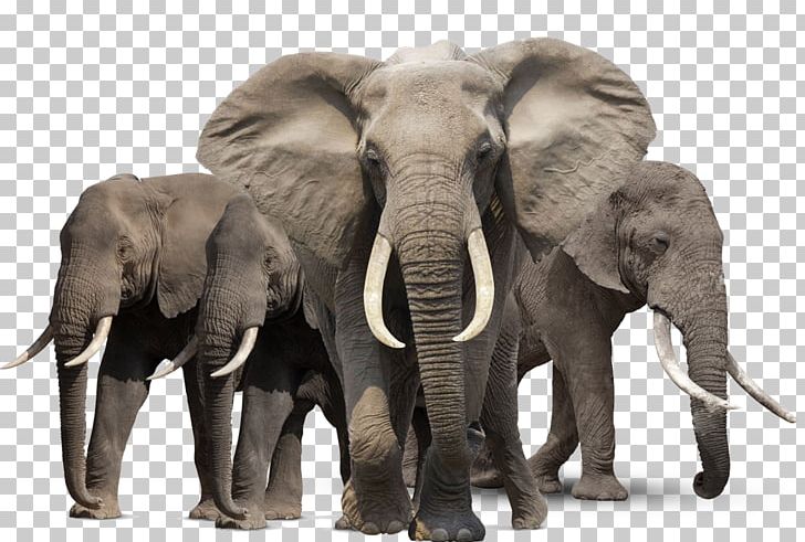 African Bush Elephant Asian Elephant African Forest Elephant PNG, Clipart, African Bush Elephant, African Elephant, African Forest Elephant, Animals, Asian Elephant Free PNG Download