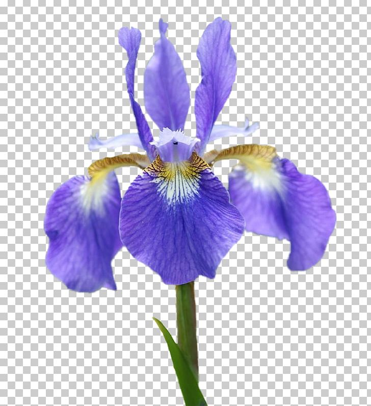 Northern Blue Flag Orris Root Irises Iris Croatica Algerian Iris PNG, Clipart, Advertising, Flower, Flowering Plant, Garden Roses, Iris Free PNG Download