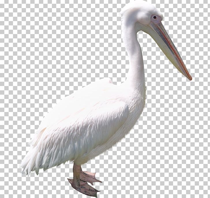 Bird PNG, Clipart, Animals, Animation, Beak, Bird, Computer Software Free PNG Download