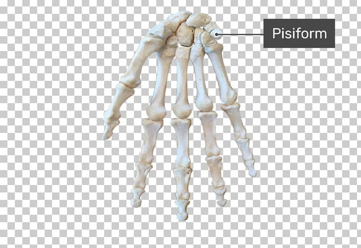 Carpal Bones Triquetral Bone Anatomy Wrist Carpal Tunnel PNG, Clipart, Anatomy, Arm, Bone, Bone Fracture, Capitate Bone Free PNG Download