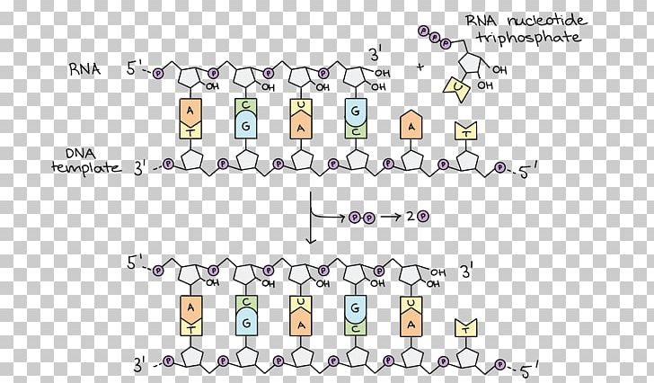 DNA Replication DNA Polymerase Transcription RNA PNG, Clipart, Angle, Area, Art, Dna, Dna Polymerase Free PNG Download