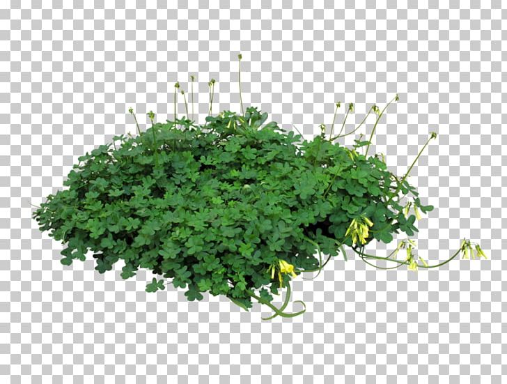 Lawn Kale Raised-bed Gardening PNG, Clipart, 3d Computer Graphics, Baked Potato, Flowerpot, Garden, Grass Free PNG Download