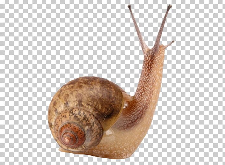 Cornu Aspersum Snail Slime Gastropods Land Snail PNG, Clipart, Achatina, Animals, Cartoon Snail, Escargot, Euclidean Vector Free PNG Download
