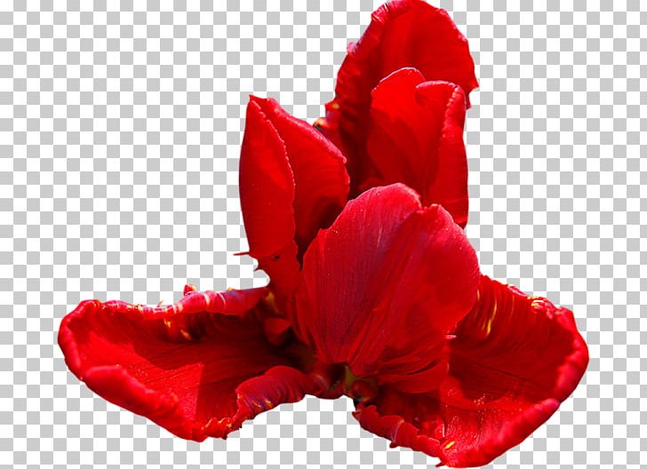 Garden Roses Cut Flowers PNG, Clipart, Blog, Carnation, Carola, Cut Flowers, Fleur Free PNG Download