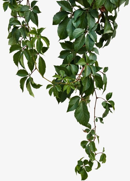 Green Vines PNG, Clipart, Branch, Climb, Climbing, Climbing Plants ...