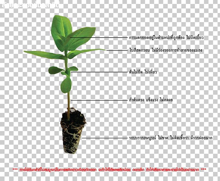 Leaf Plant Stem Flowerpot PNG, Clipart, Flowerpot, Leaf, Organism, Plant, Plant Stem Free PNG Download