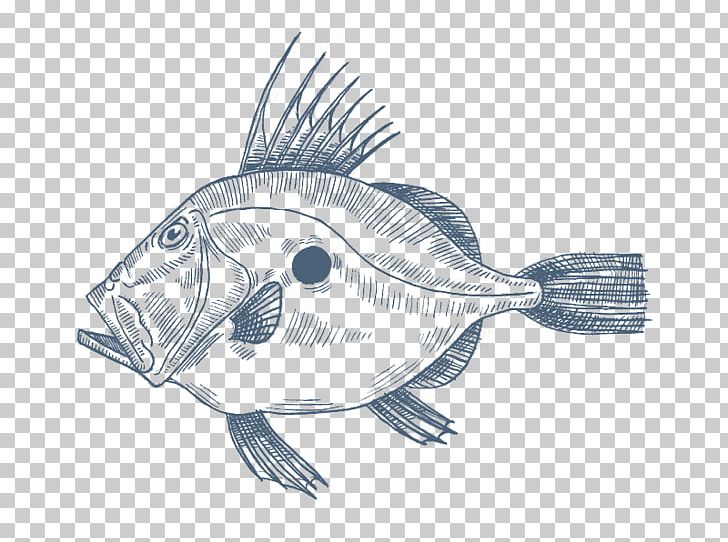 Anglerfish John Dory Mediterranean Cuisine Drawing PNG, Clipart, Anglerfish, Animals, Artwork, Common Sole, Drawing Free PNG Download
