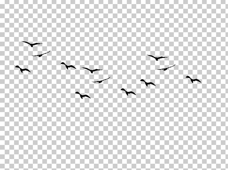 Bird Desktop PNG, Clipart, Animal Migration, Animals, Beak, Bird, Bird Flight Free PNG Download