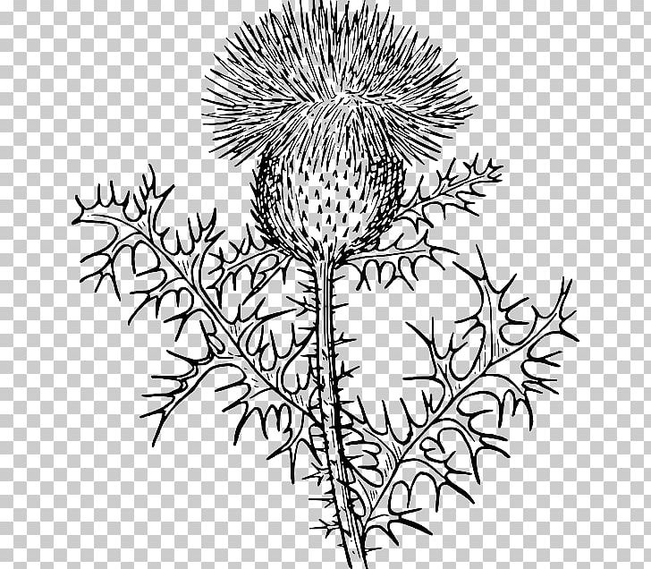 Drawing Weed Garden PNG, Clipart, Artwork, Black And White, Branch, Drawing, Flora Free PNG Download