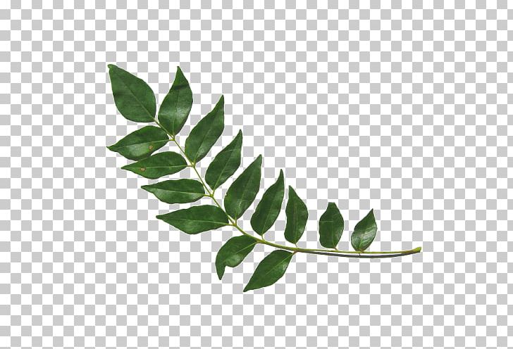 Sri Lankan Cuisine Indian Cuisine Curry Tree Vegetarian Cuisine PNG, Clipart, Branch, Coriander, Curry, Curry Tree, Fennel Free PNG Download