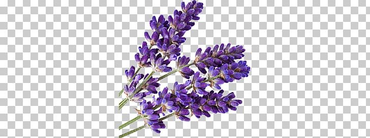 Lavender PNG, Clipart, Flowers, Lavender, Nature Free PNG Download