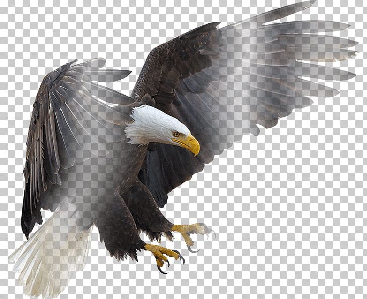 Bald Eagle Bird Hawk Vulture PNG, Clipart, Accipitriformes, Animal, Animals, Bald Eagle, Beak Free PNG Download