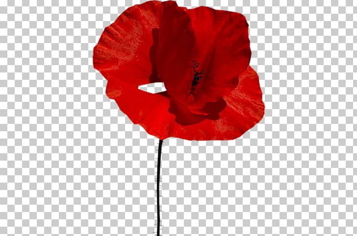 Common Poppy Flower PNG, Clipart, Blog, Cicek, Cicek Resimleri, Common Poppy, Coquelicot Free PNG Download