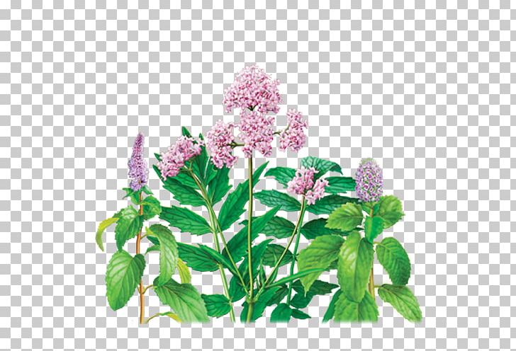 Green Tea Organic Food Valerian Herbal Tea PNG, Clipart, Caffeine, Flower, Flowering Plant, Food Drinks, Green Tea Free PNG Download