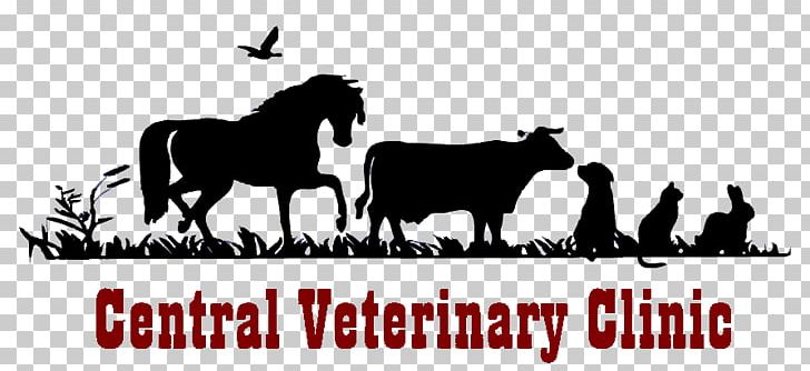 Mustang Cat Central Veterinary Clinic Veterinarian Veterinary Medicine PNG, Clipart, Animal, Black And White, Brand, Cat, Clinic Free PNG Download