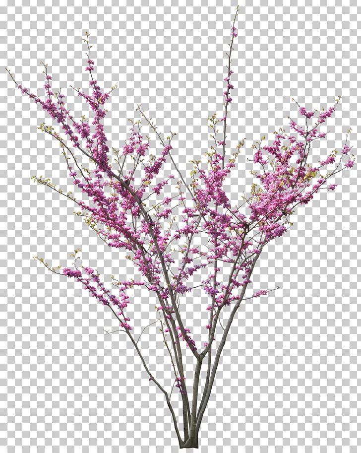 Cercis Siliquastrum Tree PNG, Clipart, Blossom, Blossoms, Branch, Cherry Blossom, Cherry Blossoms Free PNG Download