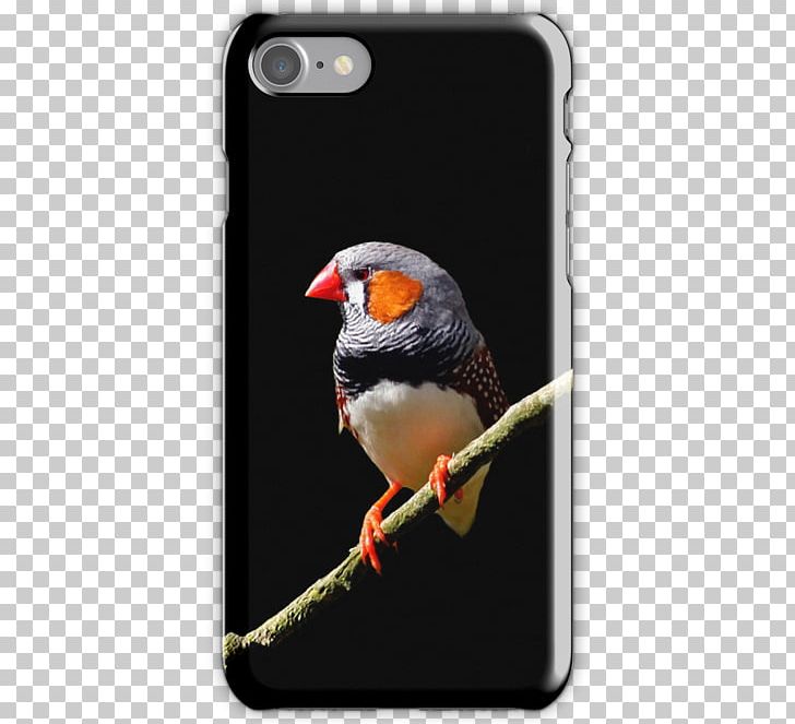 IPhone 5 IPhone 4 Mobile Phone Accessories Telephone IPhone 6S PNG, Clipart, Apple, Beak, Bird, Finch, Iphone Free PNG Download