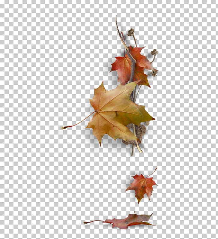 Maple Leaf Autumn Leaf Color PNG, Clipart, Autumn, Autumn Leaf Color, Deciduous, Drawing, Leaf Free PNG Download