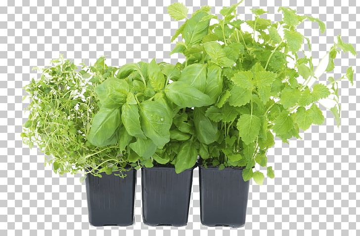 Vegetable Flowerpot Herb Garden PNG, Clipart, Basil, Container, Container Garden, Fines Herbes, Flowerpot Free PNG Download