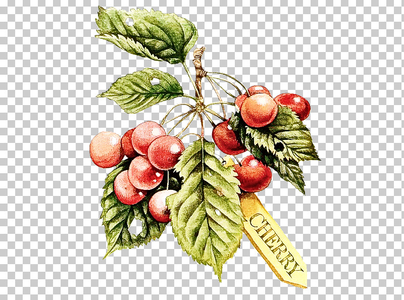 Holly PNG, Clipart, Branch, Flower, Fruit, Holly, Leaf Free PNG Download