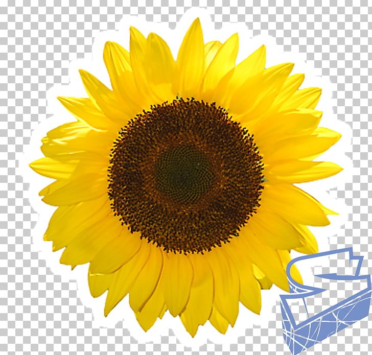 Common Sunflower IPad Mini IPad 4 PNG, Clipart, Apple, Common Sunflower, Daisy Family, Drawing, Electronics Free PNG Download