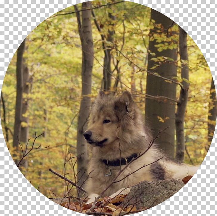 Gray Wolf Meaning Snout Mood HTTP 301 PNG, Clipart, Fauna, Gray Wolf, Http 301, Meaning, Money Free PNG Download