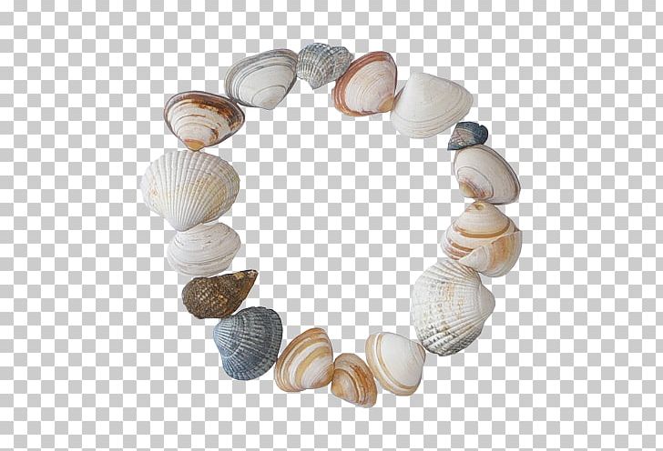 Seashell Computer Icons Frames Cockle PNG, Clipart, Animaatio, Animals, Bead, Beige, Clam Free PNG Download
