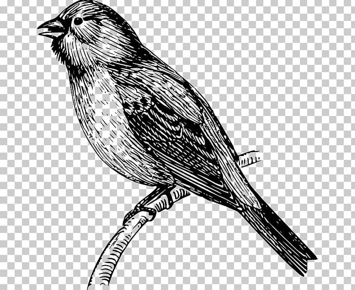 Bird PNG, Clipart, Animal, Animals, Art, Beak, Bird Free PNG Download