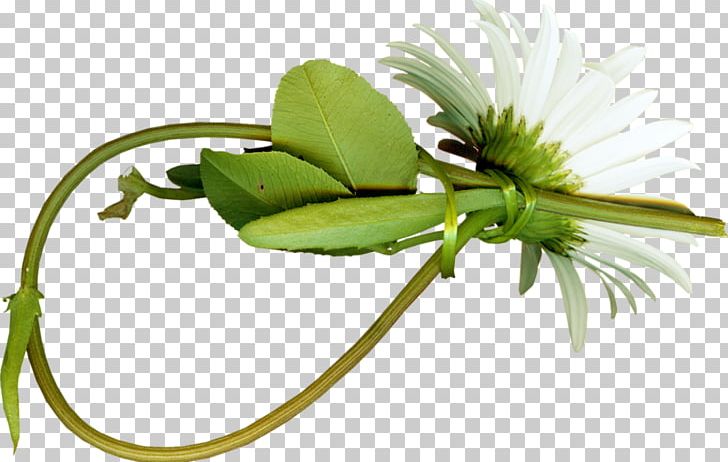 Chrysanthemum Indicum PNG, Clipart, Cartoon, Chrysanthemum Chrysanthemum, Chrysanthemums, Chrysanthemum Tea, Creative Free PNG Download