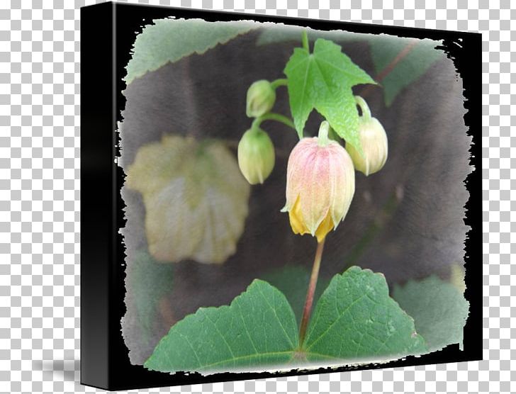Flowering Plant Wildflower PNG, Clipart, Bud, Flower, Flowering Plant, Petal, Plant Free PNG Download