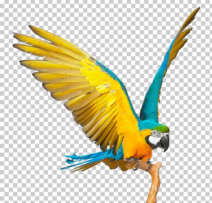 LG G3 Stylus LG G3 Beat LG Electronics Autofocus PNG, Clipart, Animals, Beak, Bird, Birds, Camera Free PNG Download