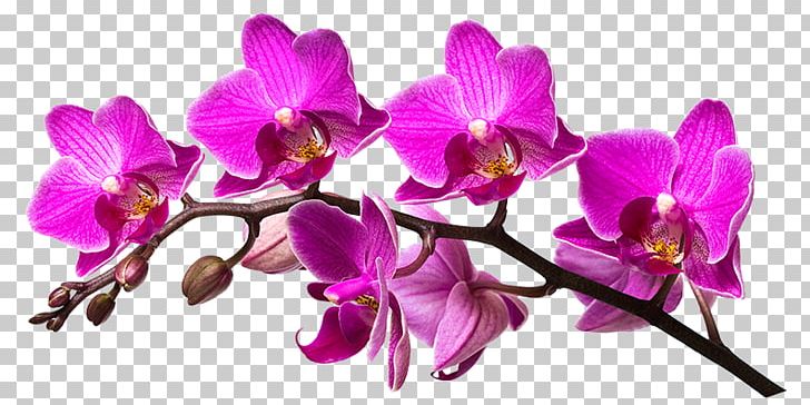 Nail Art Aesthetics Dendrobium Cut Flowers PNG, Clipart, Aesthetics, Alt Attribute, Art, Art Aesthetics, Beauty Free PNG Download