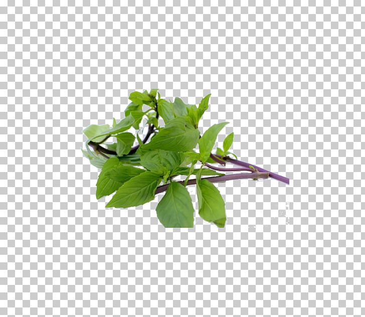 Thai Cuisine Thai Basil Asian Cuisine Herb PNG, Clipart, Asian, Asian Cuisine, Basil, Bay Leaf, Chinese Cabbage Free PNG Download