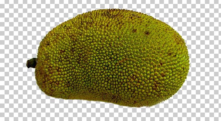 Cempedak Jackfruit PNG, Clipart, Artocarpus, Cartoon Pineapple, Elements, Free, Free Png Elements Free PNG Download