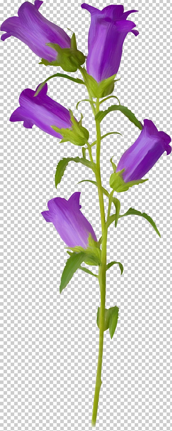 Flower Violet Campanula Patula PNG, Clipart, Bellflower, Bellflower Family, Bellflowers, Cut Flowers, Drawing Free PNG Download