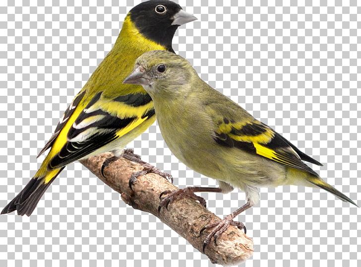 House Sparrow Bird Domestic Canary Tarin Eurasian Siskin PNG, Clipart, American Sparrows, Animals, Beak, Bird, Brambling Free PNG Download