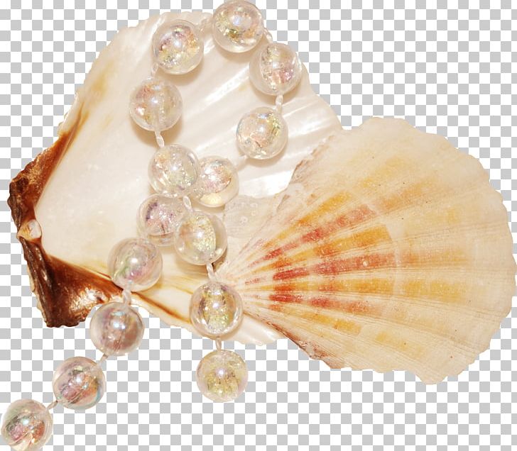 Seashell Raster Graphics PNG, Clipart, Animals, Body Jewelry, Clothing Accessories, Coast, Conch Free PNG Download