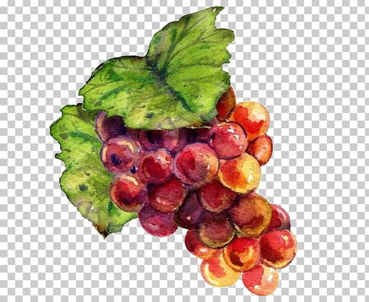 Wine Grape Drawing Raceme Painting PNG, Clipart, Cartoon, Flower, Food, Fruit, Fruit Nut Free PNG Download