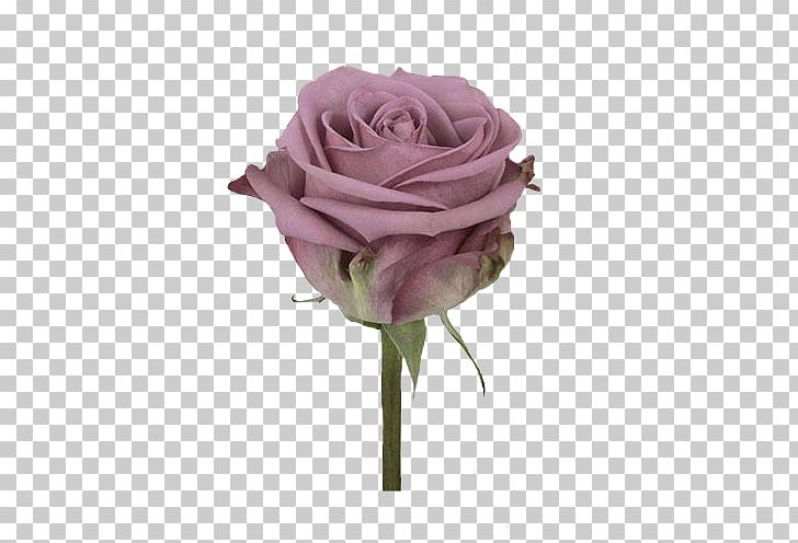 Garden Roses Cabbage Rose Салон цветов HIRULI Cut Flowers Floristry PNG, Clipart, Artificial Flower, Cut Flowers, Floristry, Flower, Flower Bouquet Free PNG Download