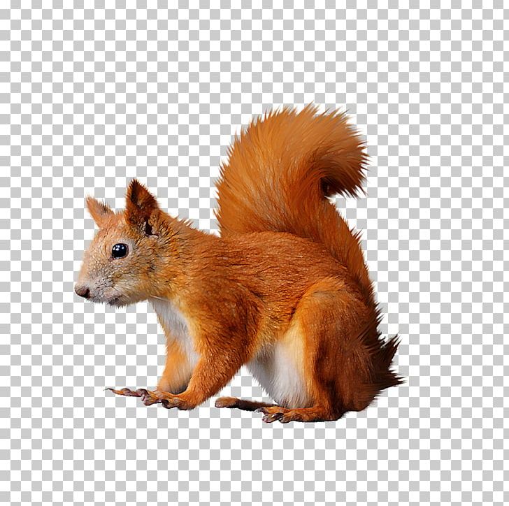 Squirrel Computer Mouse PNG, Clipart, Animals, Dhole, Digital Image, Dots Per Inch, Fauna Free PNG Download