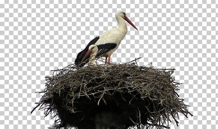 Bird Nest Parrot White Stork PNG, Clipart, Animals, Beak, Bird, Bird Nest, Birds Free PNG Download