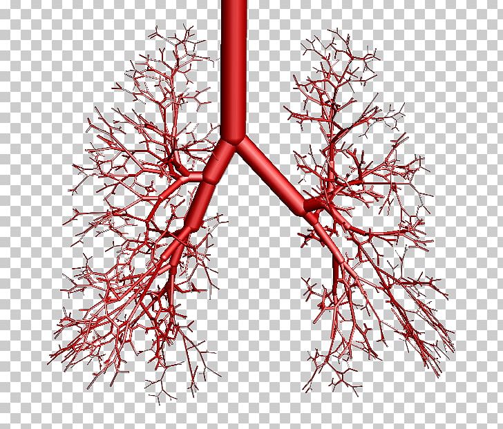 Bronchus Lung Breathing Vertebrate OpenSim PNG, Clipart, Anatomy, Artery, Branch, Breathing, Bronchiole Free PNG Download