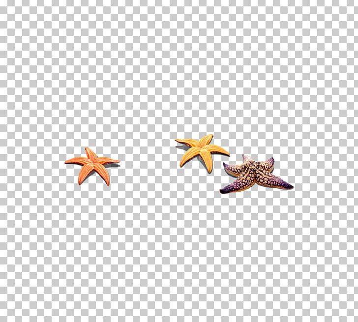 Starfish Sea Euclidean PNG, Clipart, Animal, Animals, Beach, Beautiful Starfish, Cartoon Starfish Free PNG Download