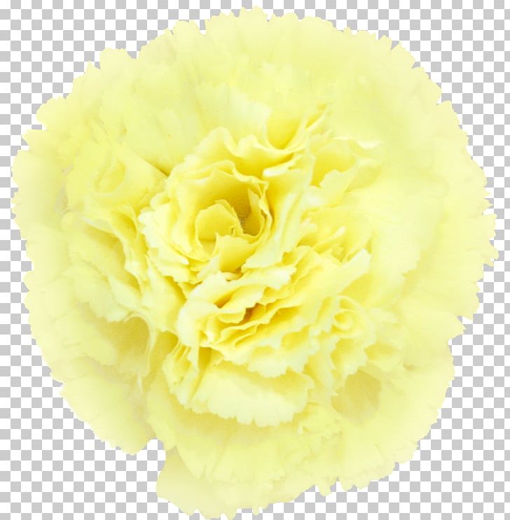 Carnation Cut Flowers Yellow Petal PNG, Clipart, Carnation, Color, Crimson, Cut Flowers, Flower Free PNG Download