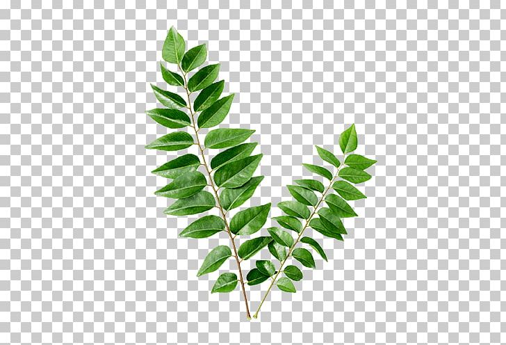 Curry Tree Flavor Health Organic Food PNG, Clipart, Branch, Curry, Curry Tree, Dried Fruit, Eating Free PNG Download