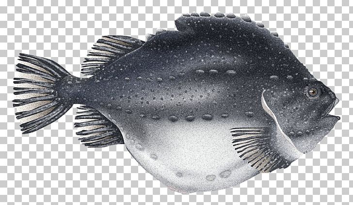 Cyclopterus Lumpus Roe Caviar Cod Atlantic Halibut PNG, Clipart, Atlantic Halibut, Capelin, Caviar, Cod, Fauna Free PNG Download