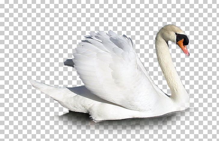 Mute Swan Cygnini Goose Bird PNG, Clipart, Beak, Bird, Cygnini, Designer, Download Free PNG Download