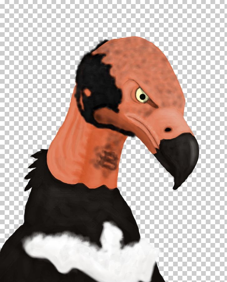 Red-headed Vulture Beak Black Vulture King Vulture PNG, Clipart, Animals, Beak, Bird, Black Vulture, Critically Endangered Free PNG Download